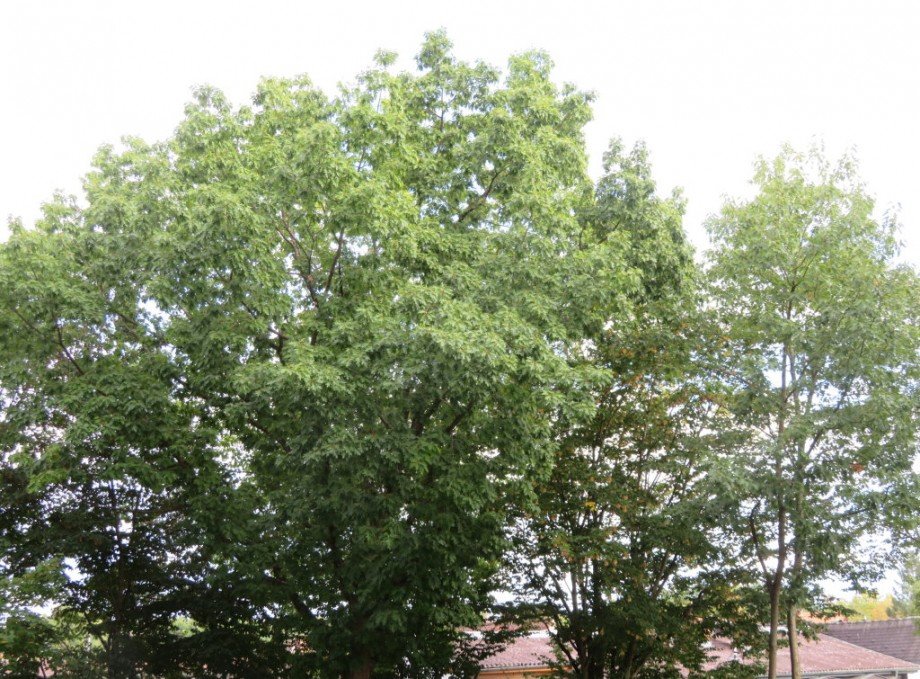 3 Blick ins Gr�ne Wohnung Bamberg
