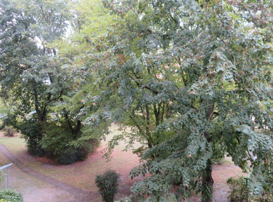 4 Blick ins Gr�ne Wohnung Bamberg